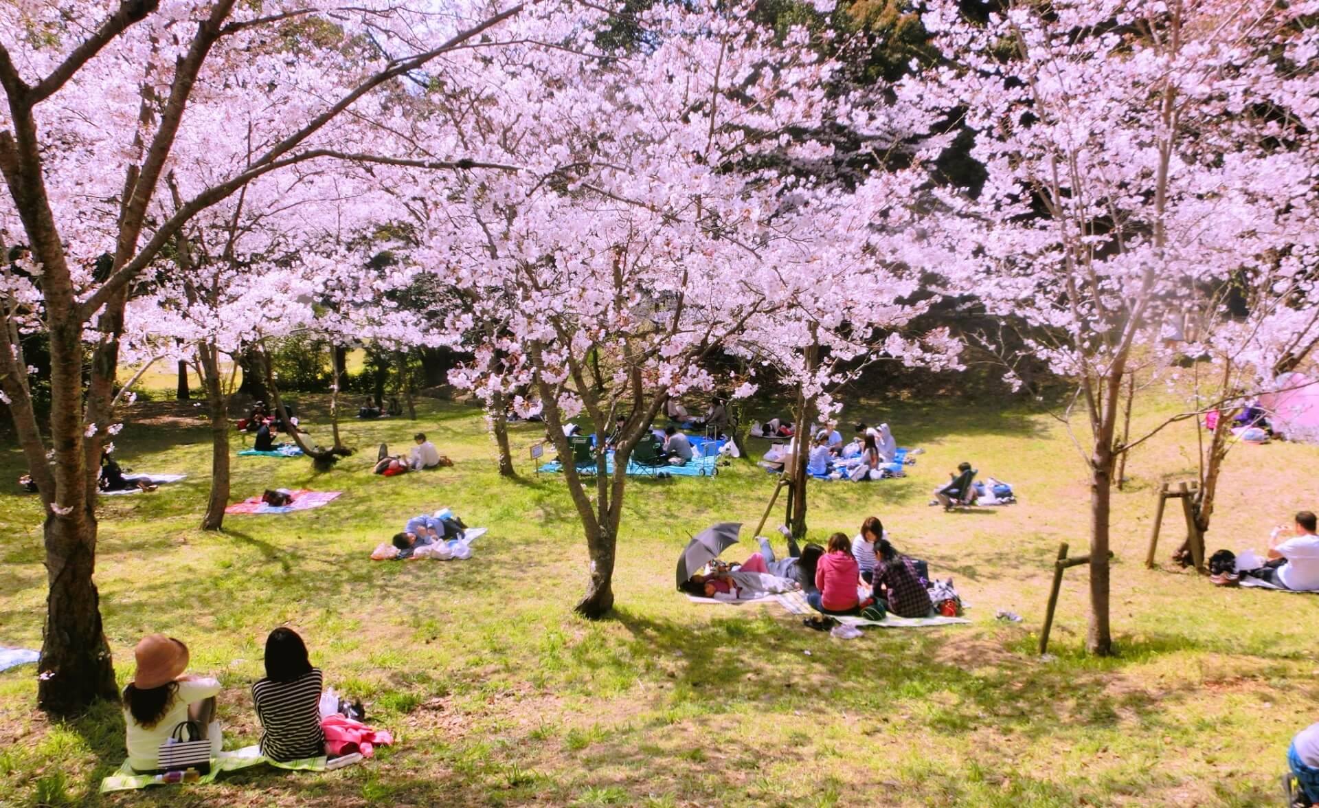 Hanami